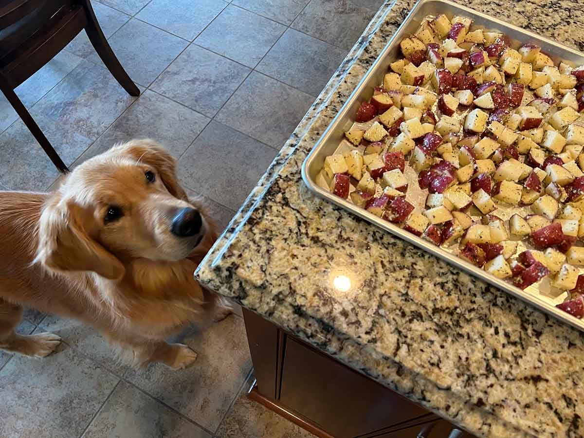 Dog staring at a pan of seasoned potatoes on a baking pan sitting on a counter.