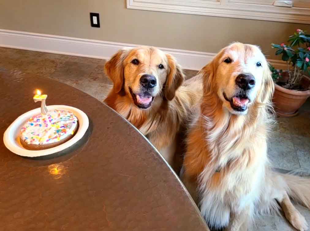Two golden retriever dogs smiling next to a small dog cake with a number "7" candle in it.