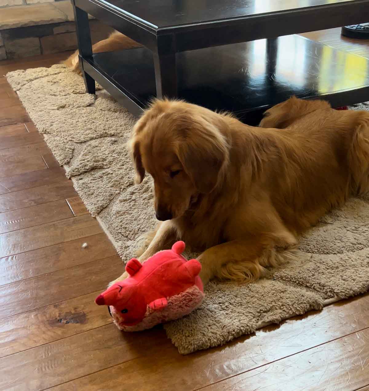 Dog on the floor playing with a pink stuffed dog toy.