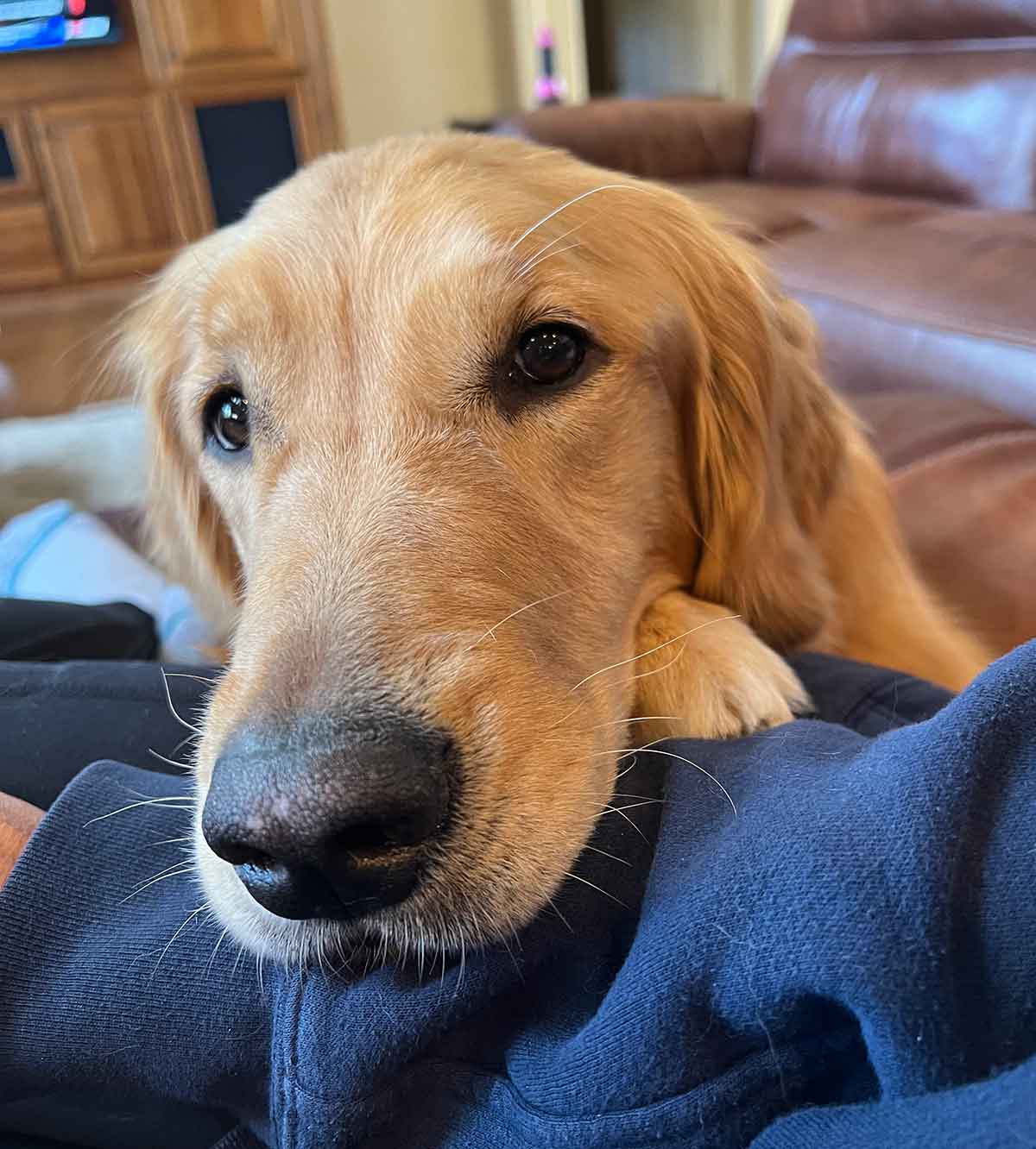 Golden Retriever dog with head resting on a person's arm.