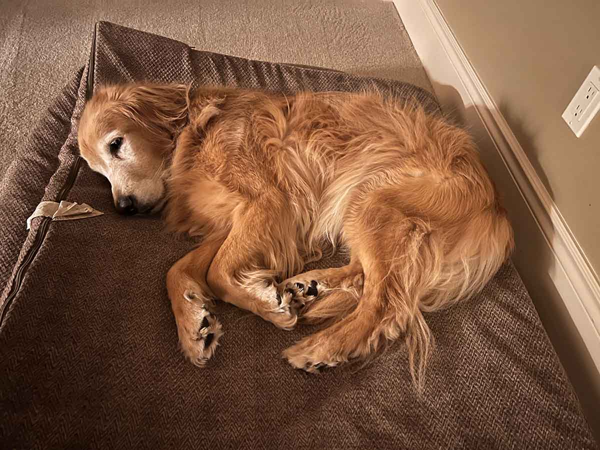 Golden Retriever dog sleeping on its side on a dog bed.
