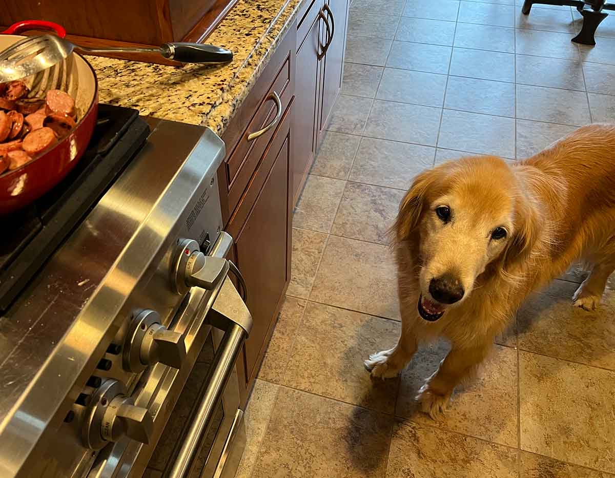 Golden Retriever dog standing beneath a stove with a skillet on a burner.