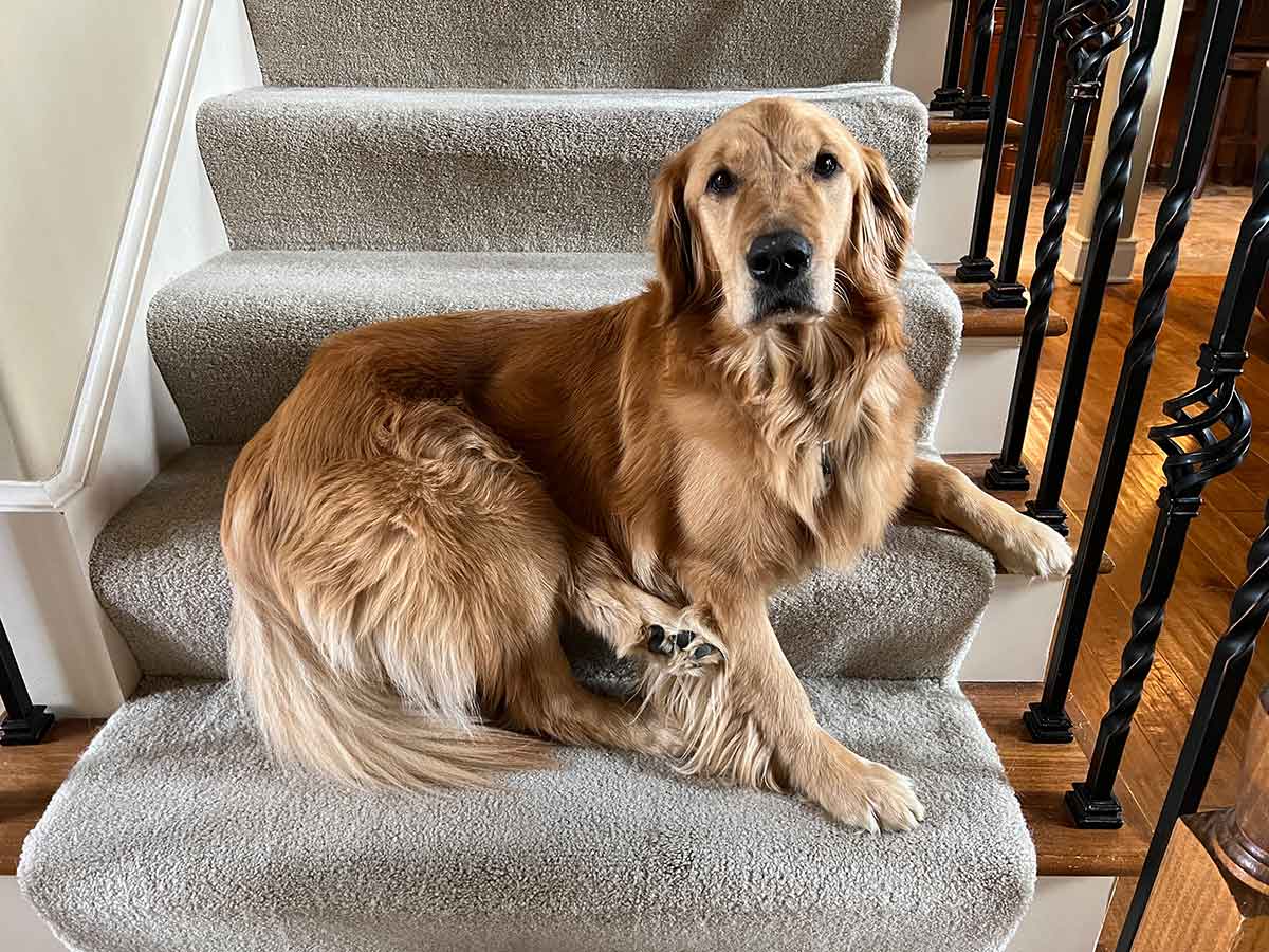 Dog laying across a set of stairs.