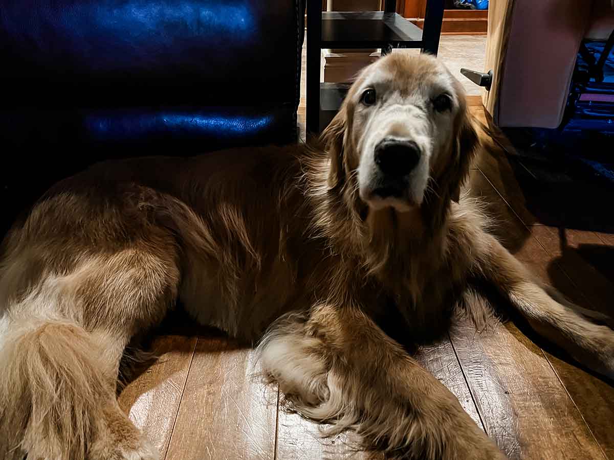 Golden Retriever lying on the floor staring at the camera.