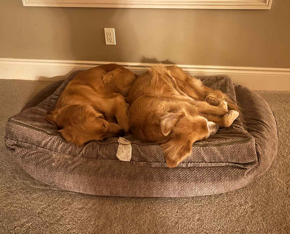 Two dogs sleeping next to each other on a dog bed.