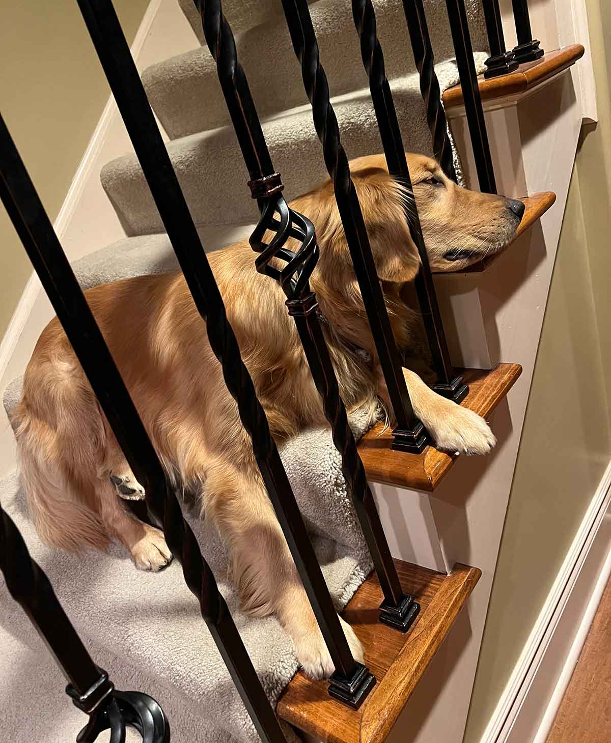Dog sleeping on stairs.