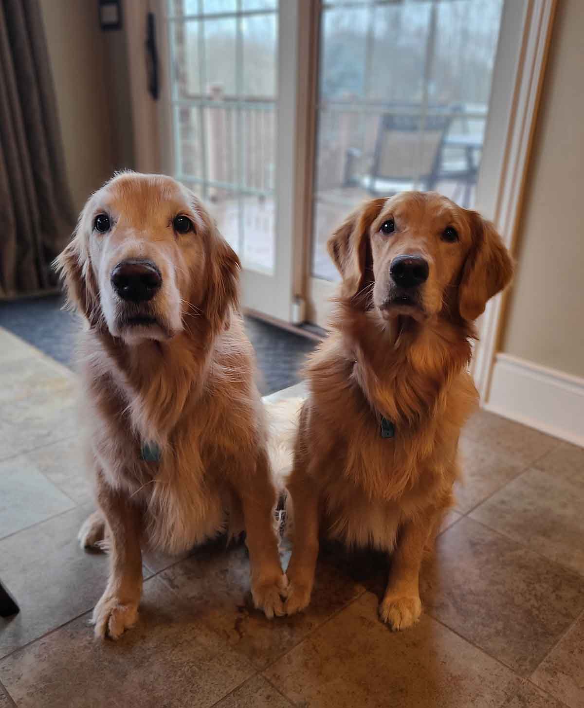 Two golden retriever dogs sitting next to each other in front of a sliding glass door.