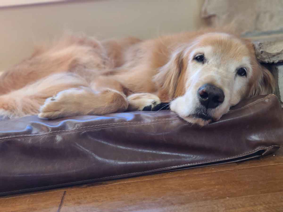 Golden retriever dog laying on a dark brown dog bed.