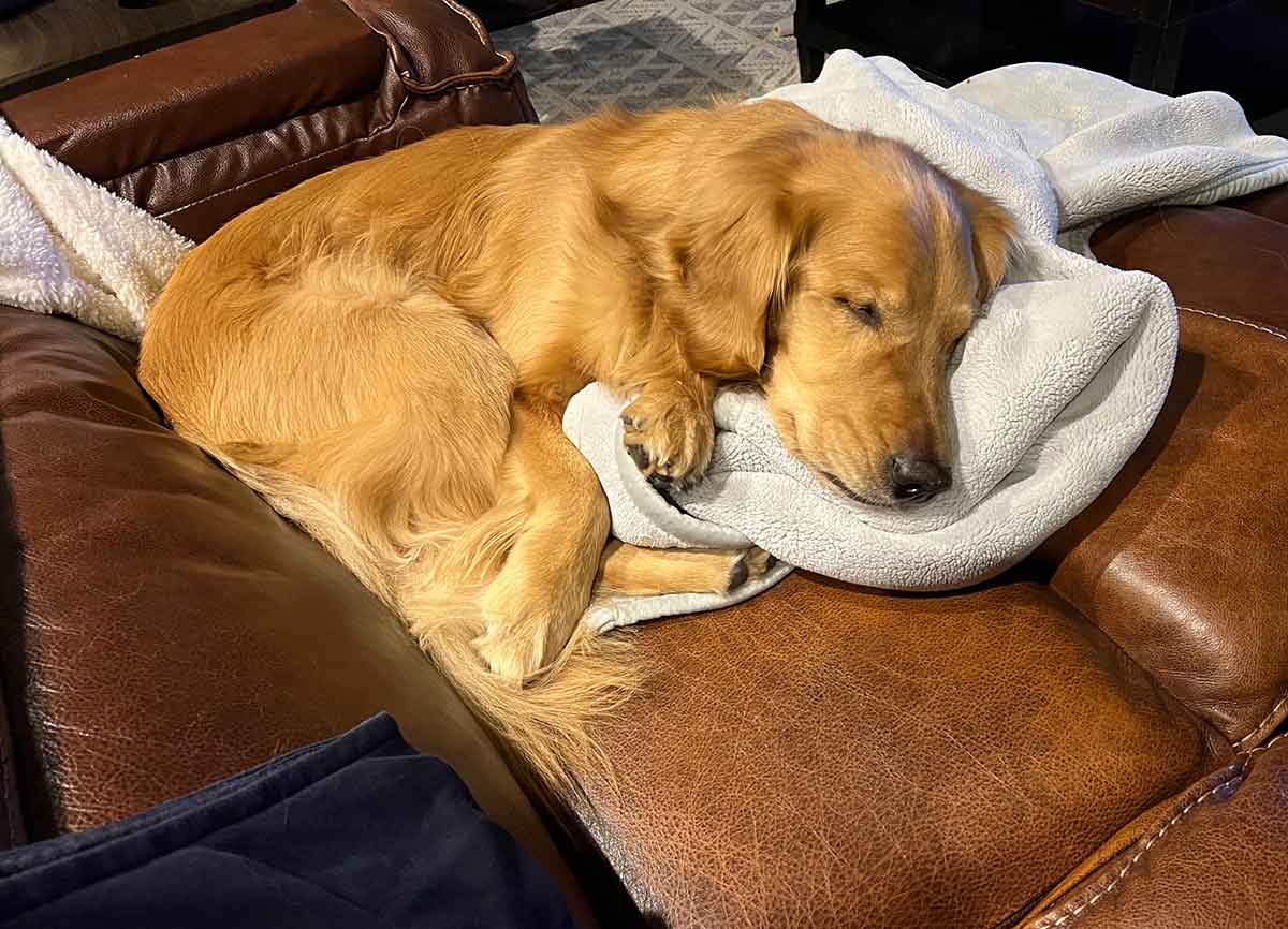Dog laying on a couch on top of a blanket.