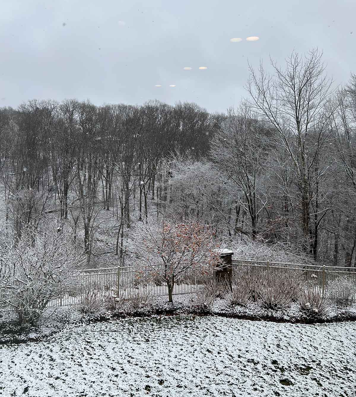 Background covered in a small coating of snow.