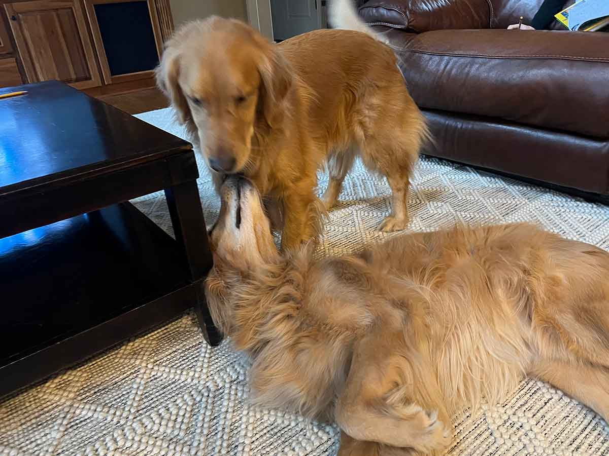 Two dogs sniffing each other's noses.