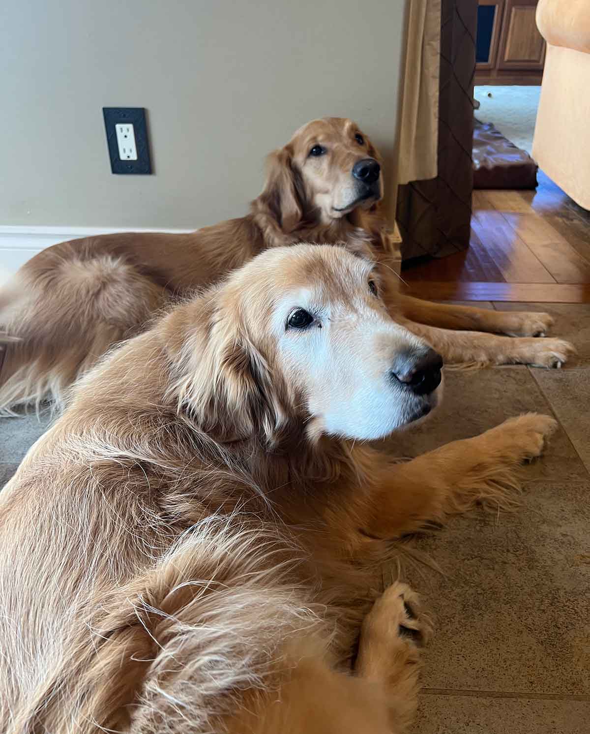 Two golden retriever dogs laying next to each other on the floor looking beyond behind the camera.