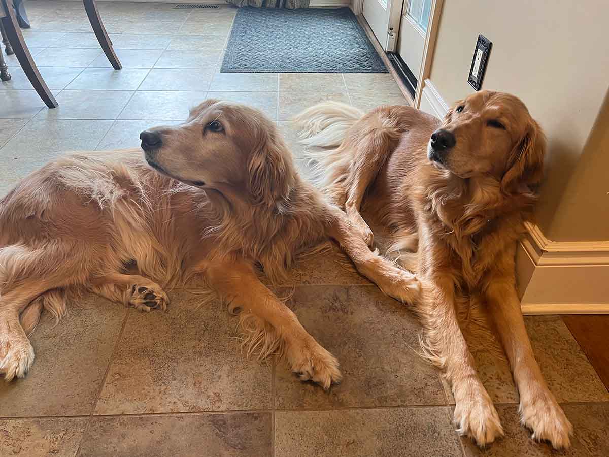 Two golden retriever dogs laying next to each other on the floor.