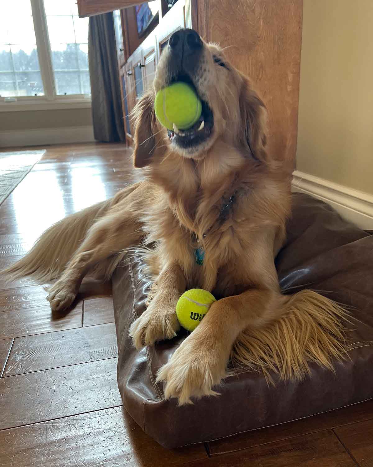 Golden retriever with a tennis ball in her mouth and another between his paws.