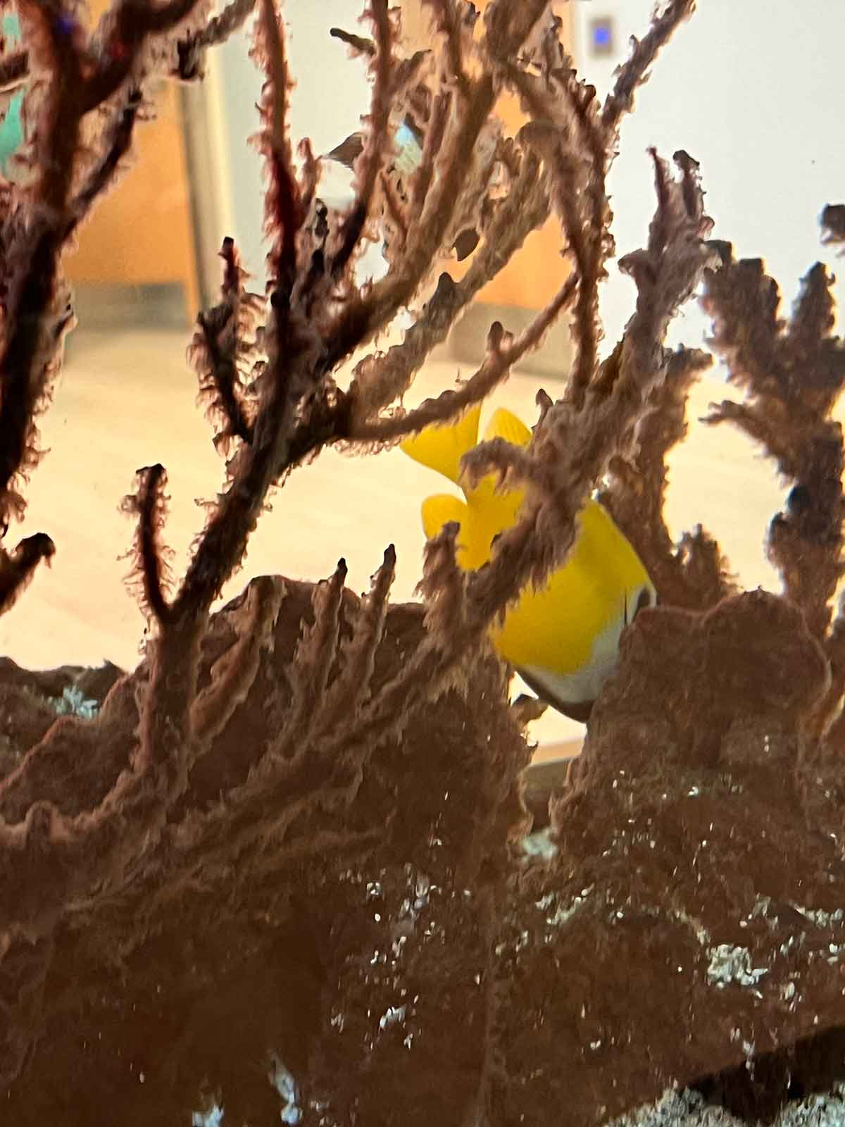 Yellow fish swimming in a fish tank.