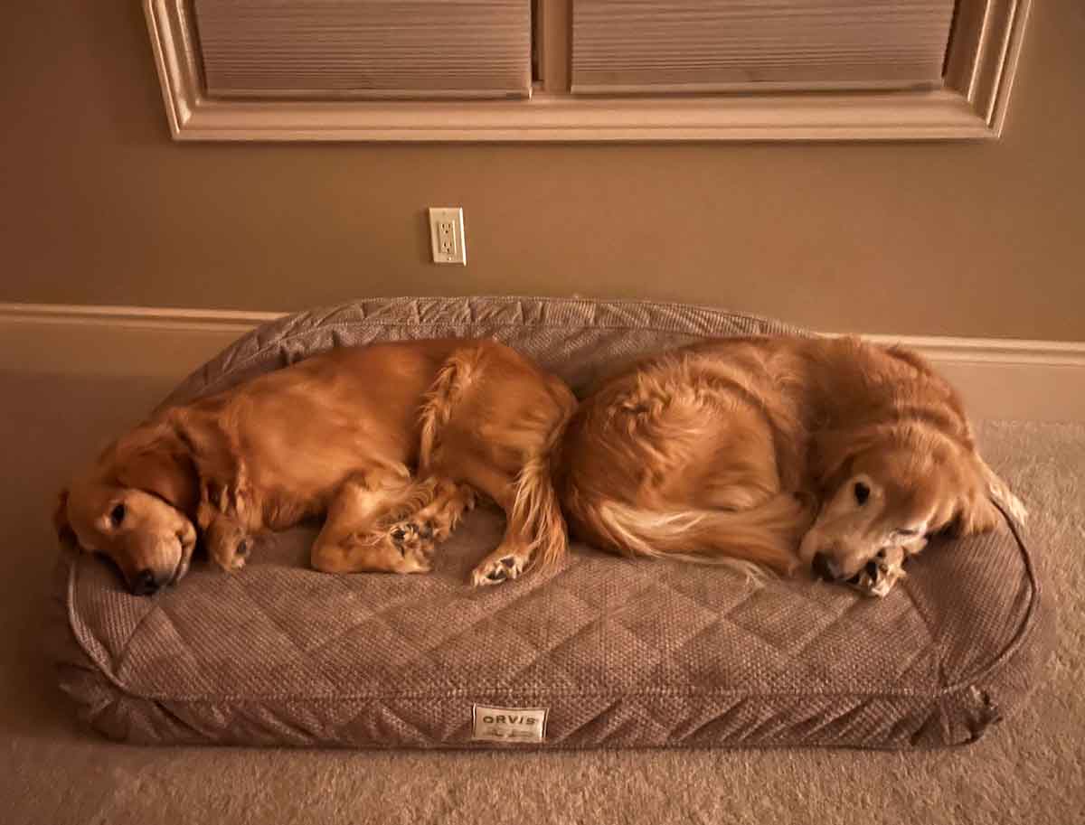 Two golden retrievers laying next to each other on a dog bed.