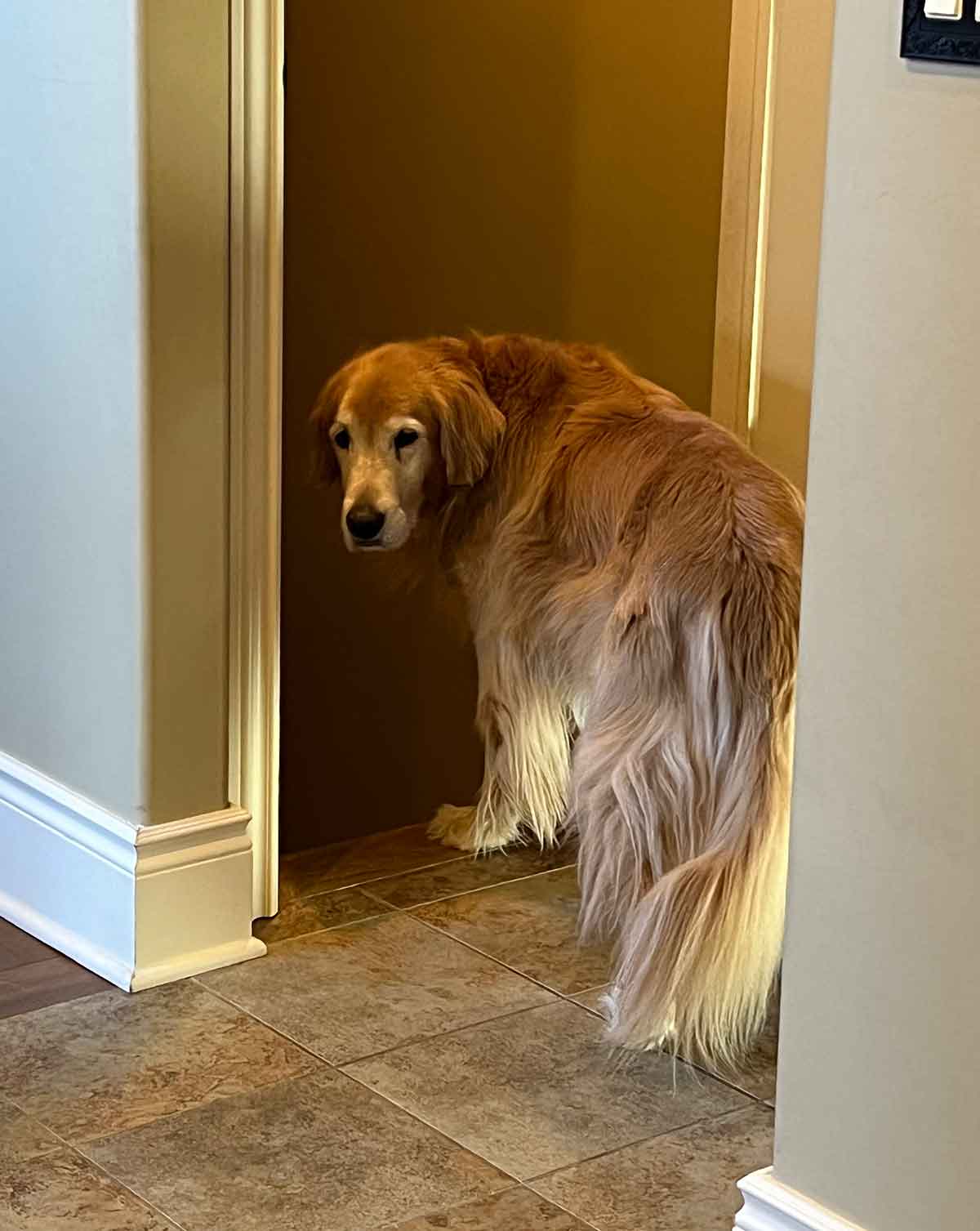 A Golden Retriever dog standing at the top of a set of stairs, staring at the camera.