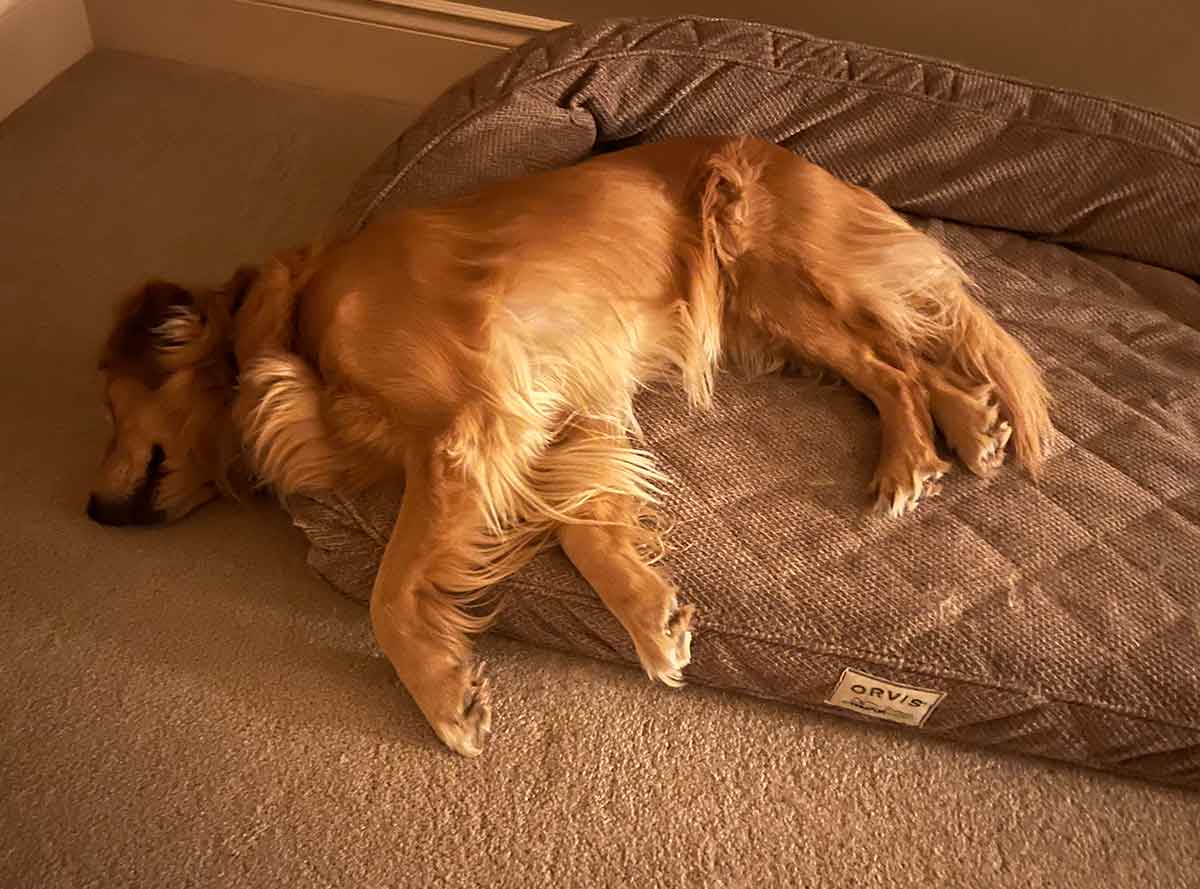 Golden Retriever laying on a dog bed with her head hanging off the side and on the floor.