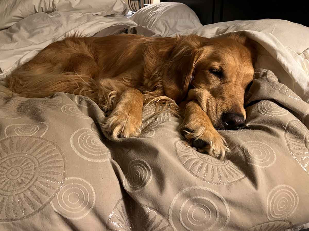 Golden Retriever dog laying on a bed.