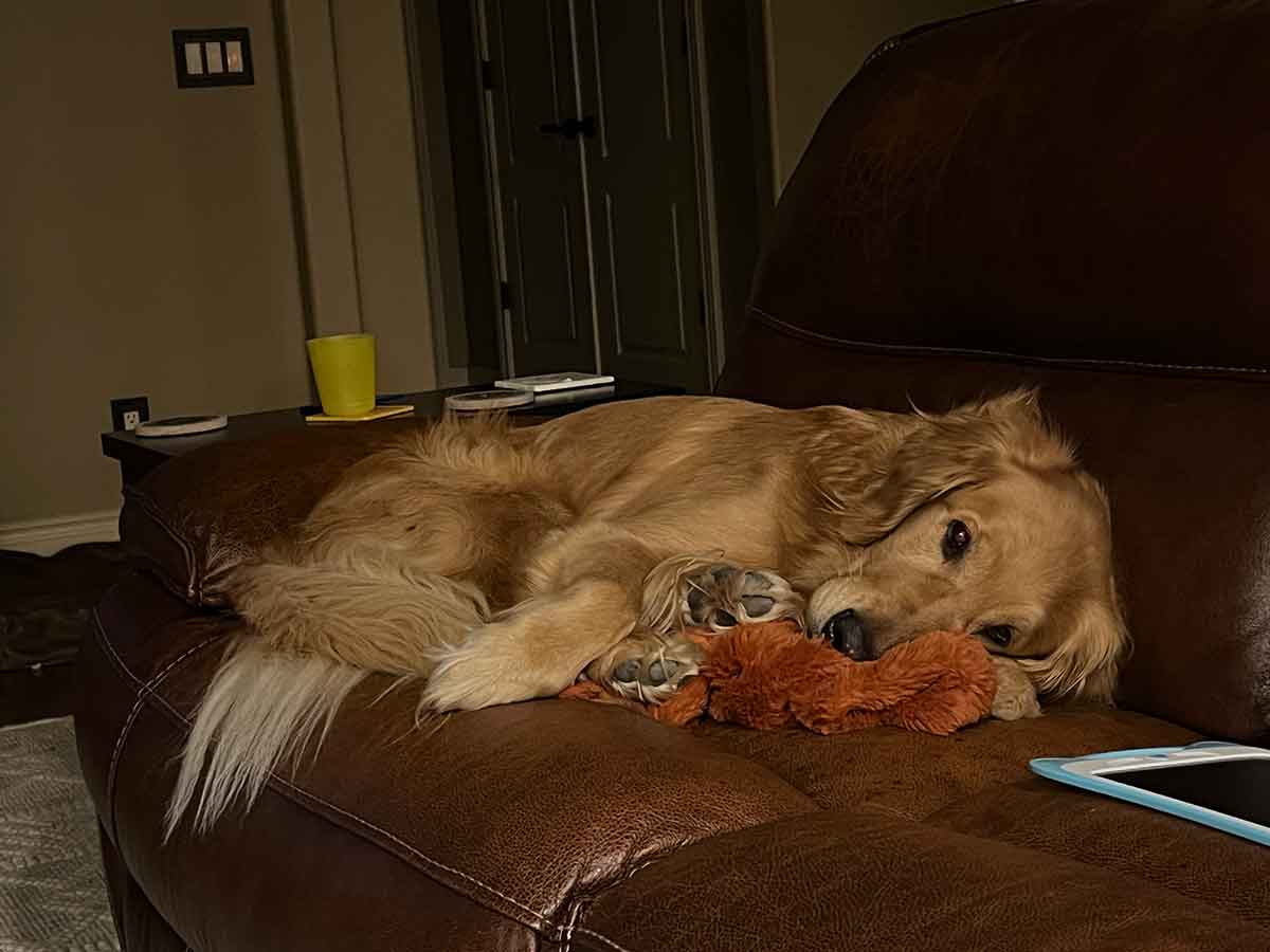 Golden retriever dog curled up on a couch on top of an orange blanket.