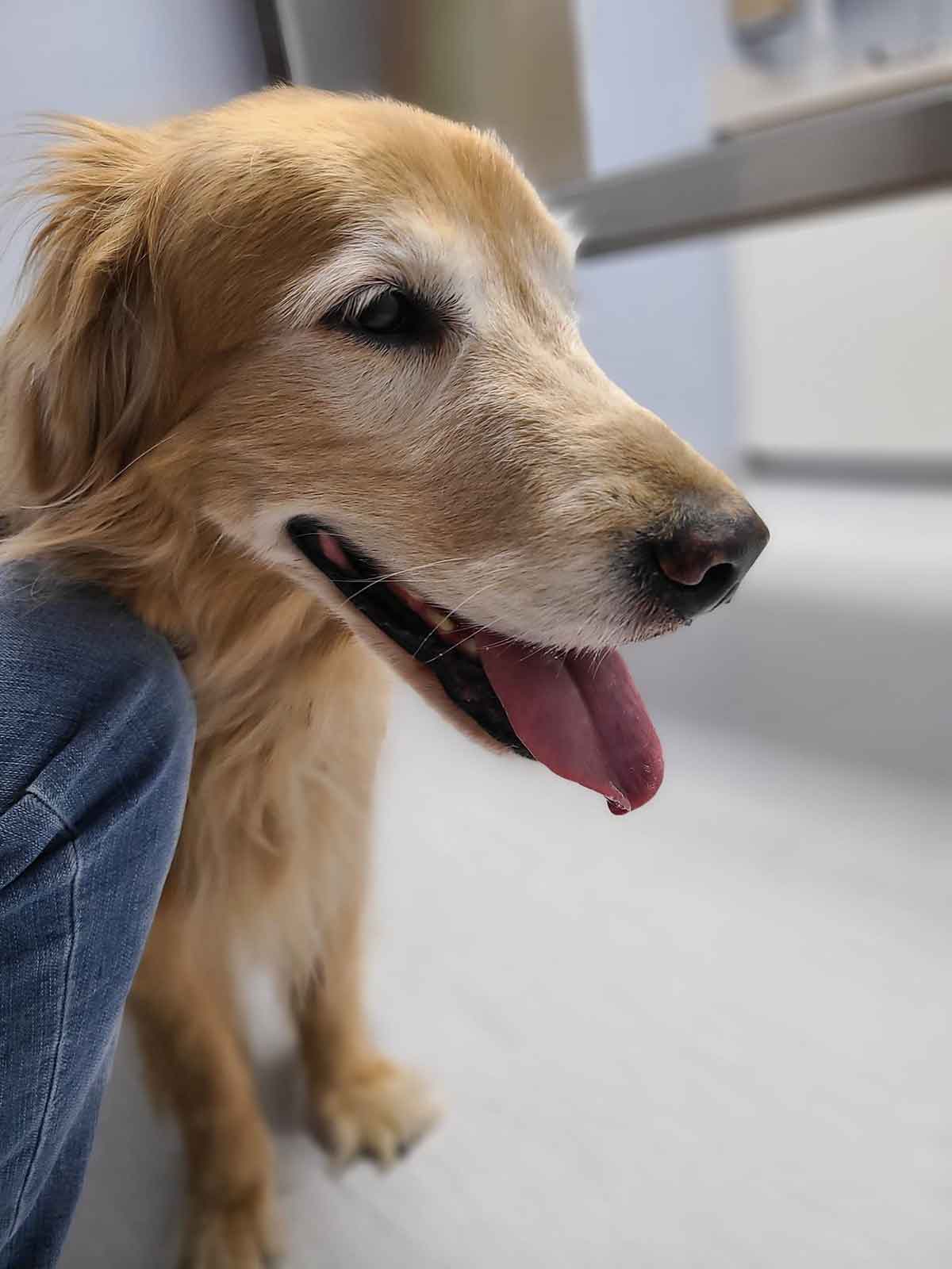 Side view of an older Golden Retriever sitting.