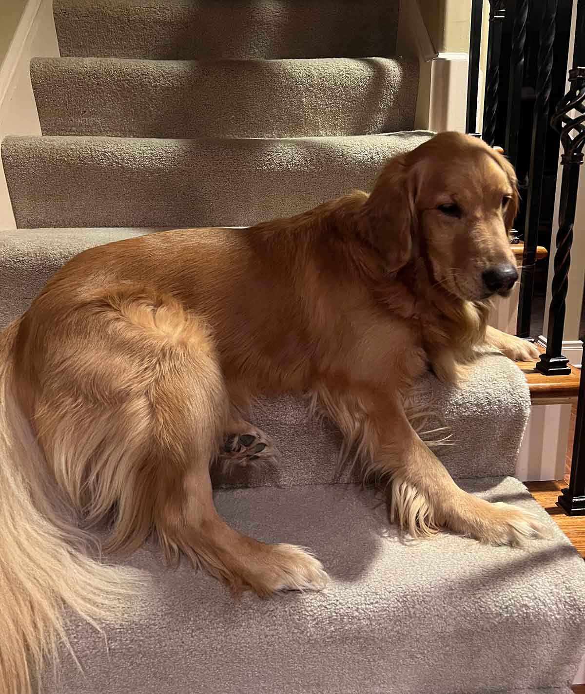 Golden Retriever laying on stairs waiting to go up.