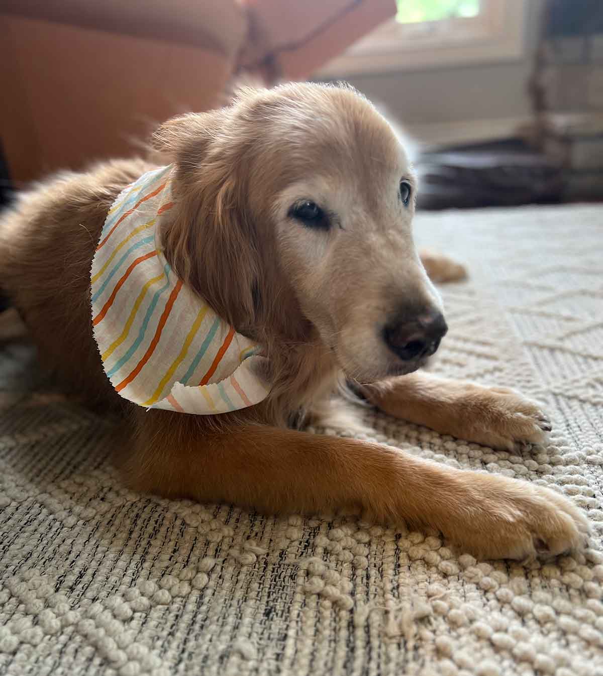 Older golden retriever with white face and striped bandana around his neck.