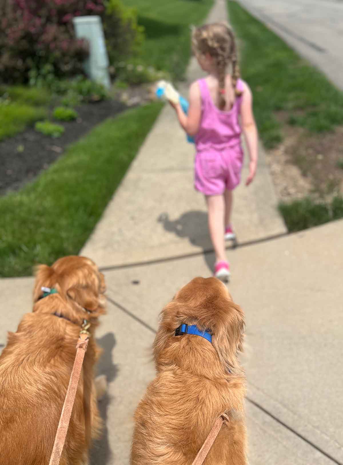 Little girl in a pink tank top and shorts walking on a sidewalk ahead of two Golden Retriever dogs.