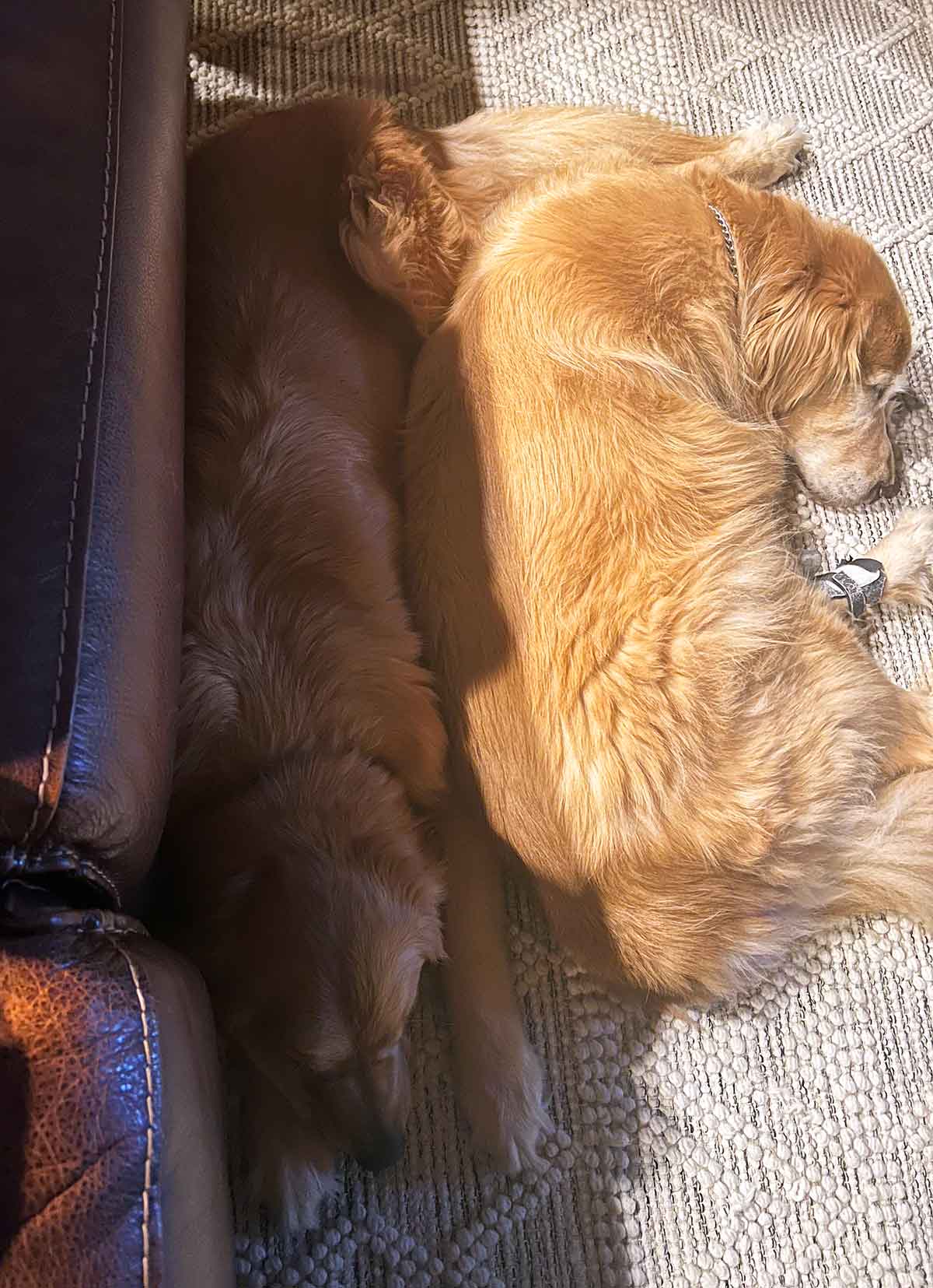 Two Golden Retrievers laying on a floor snuggled up together.