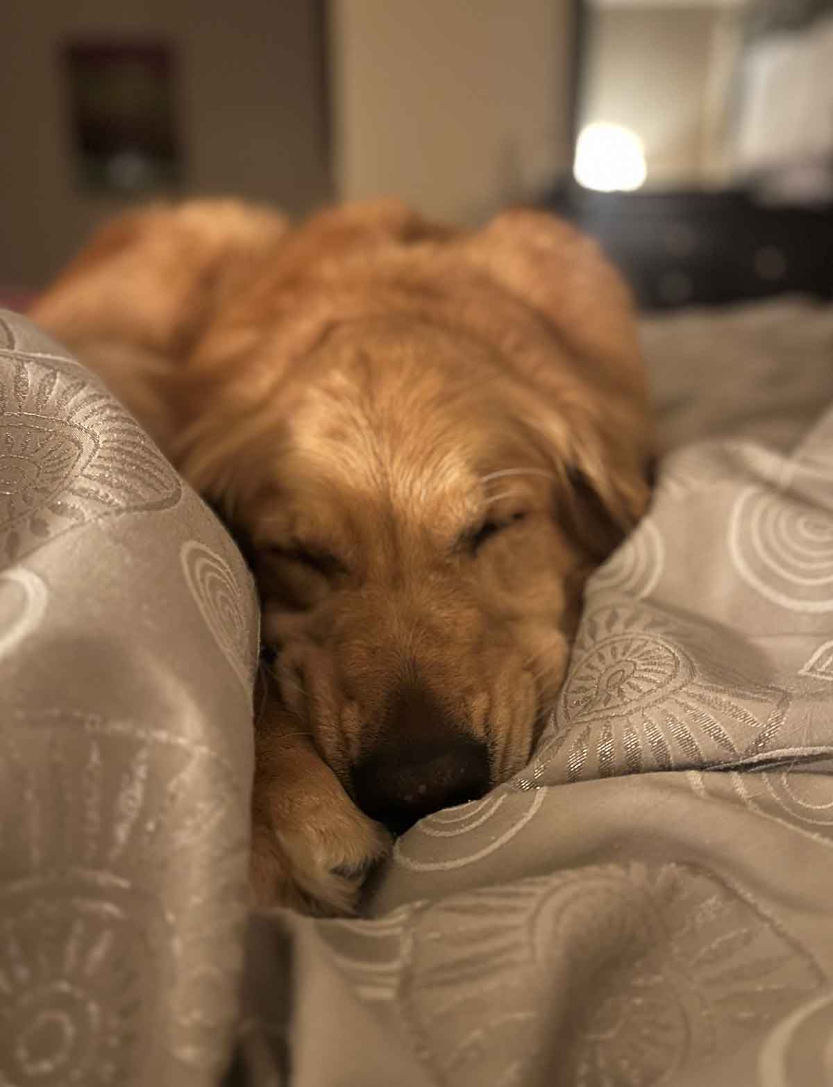 Golden Retriever snuggled on a bed.