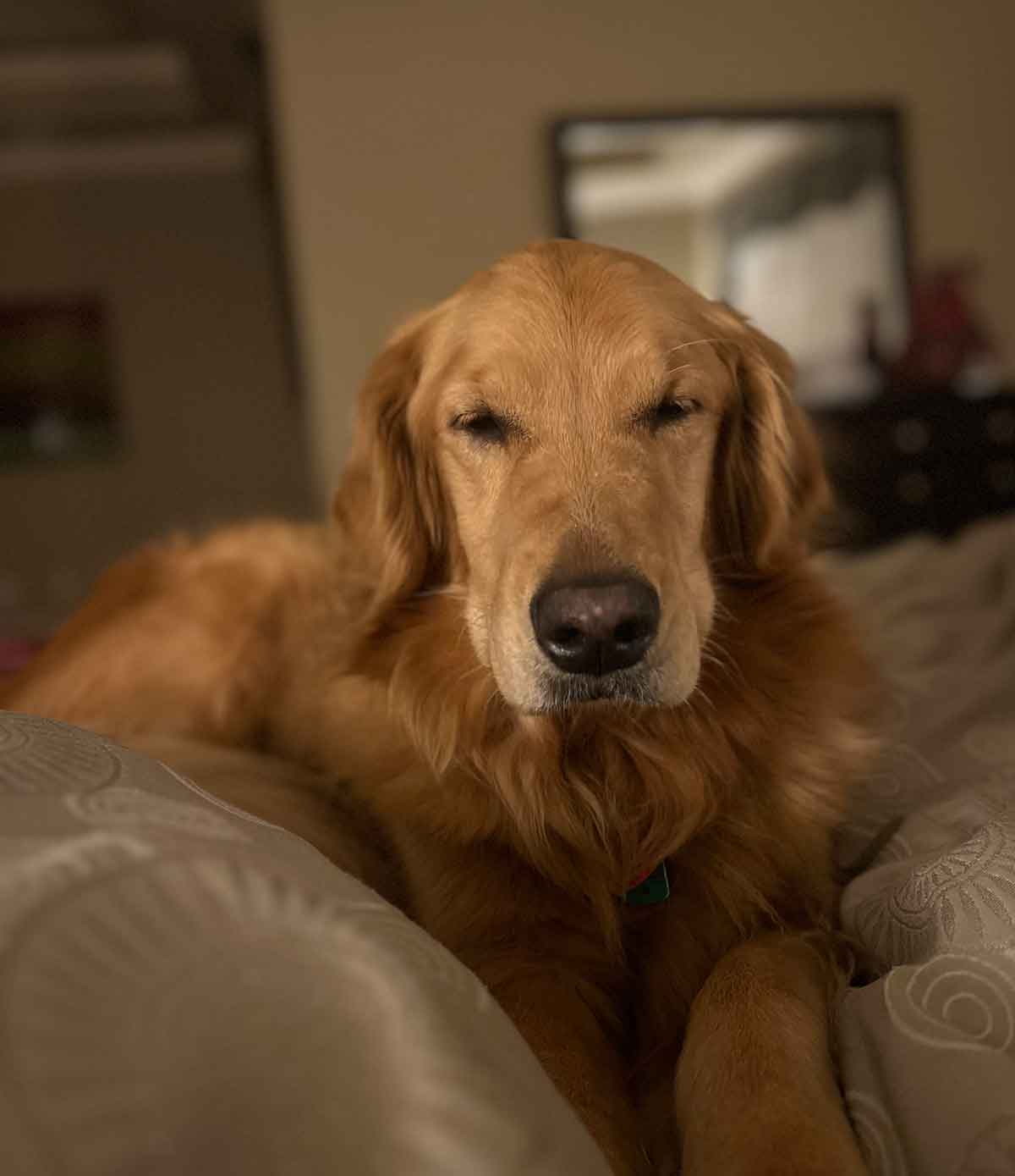 Sleepy dog with its eyes almost closed laying on a bed.