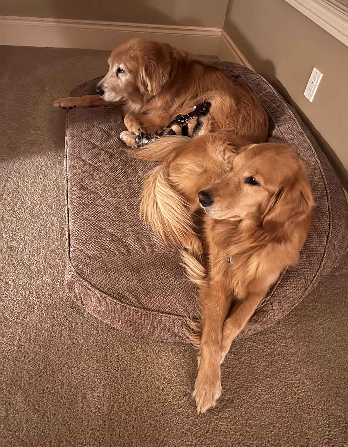 Two Golden Retriever dogs laying next to each other on a dog bed.