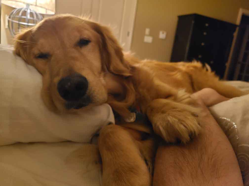 Golden retriever dog sleeping in a bed with her head on a pillow.