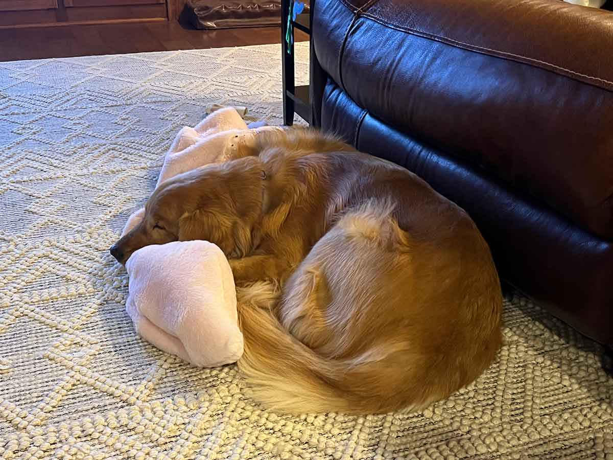 Golden retriever dog laying on the floor with her head on a pink blanket.