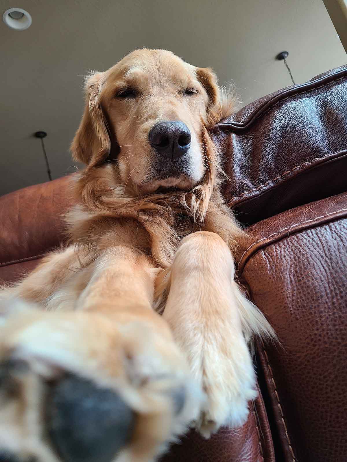 Photo looking up at a golden retriever sleeping on the edge of a couch.
