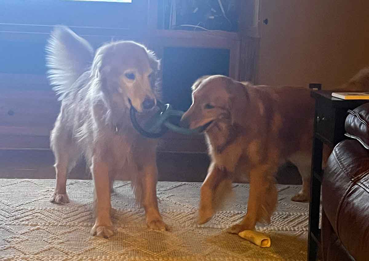 Two Golden Retrievers playing tug of war with a set of rings.