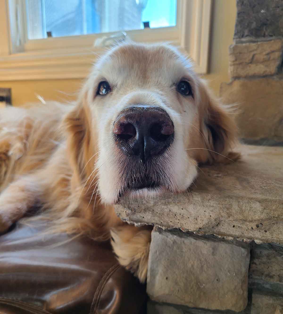 Golden retriever resting his head on a fireplace hearth.