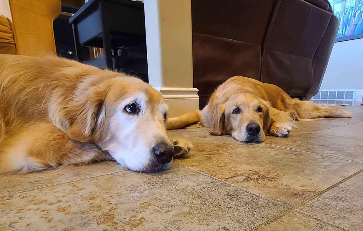 Two golden retrievers laying on the floor next to each other.