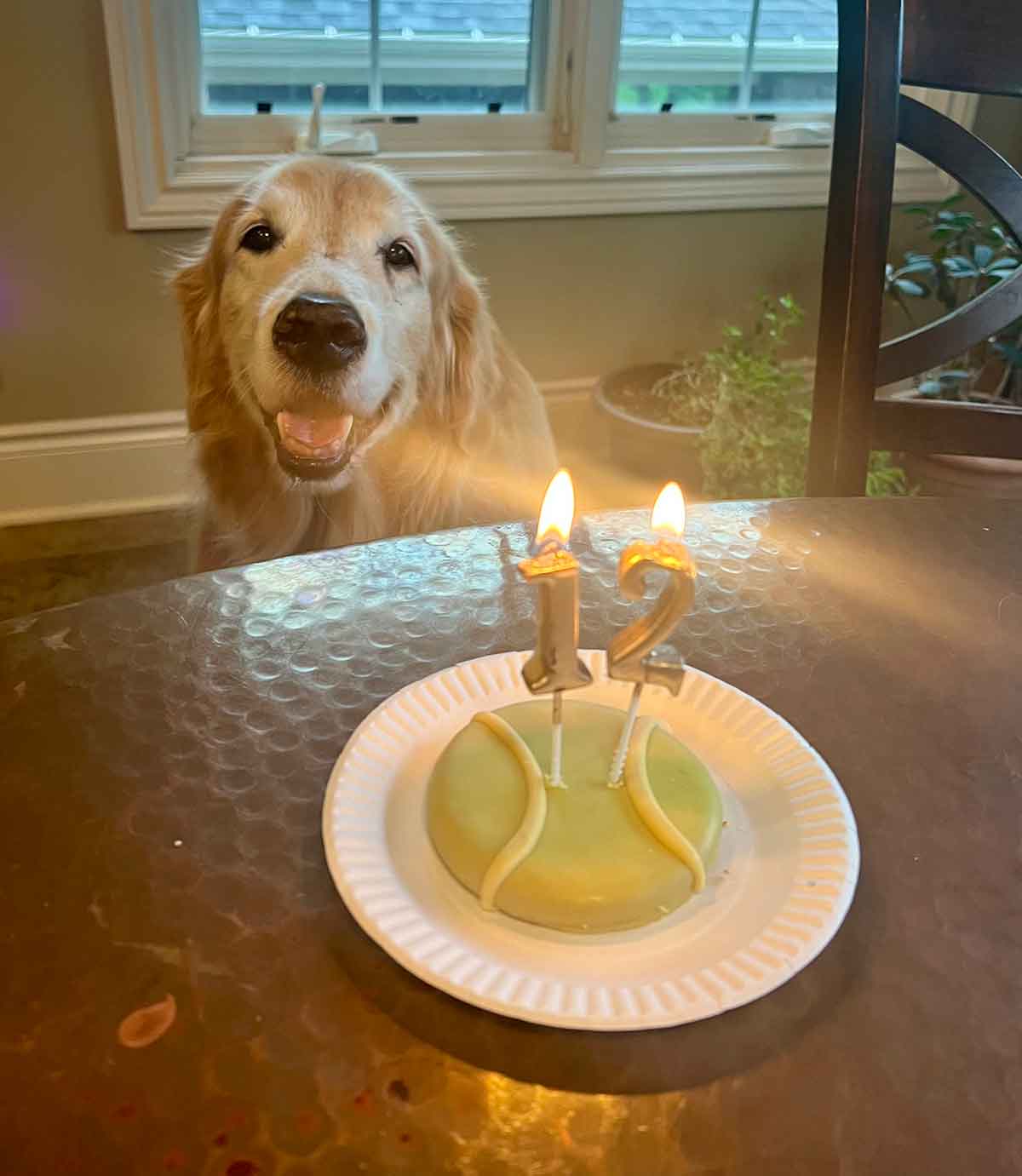 Golden retriever dog looking at number twelve candles in a tennis ball cookie.