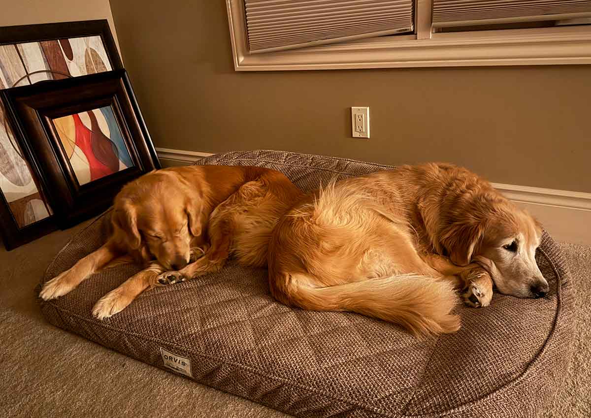 Two golden retrievers laying in a dog bed next to each other.