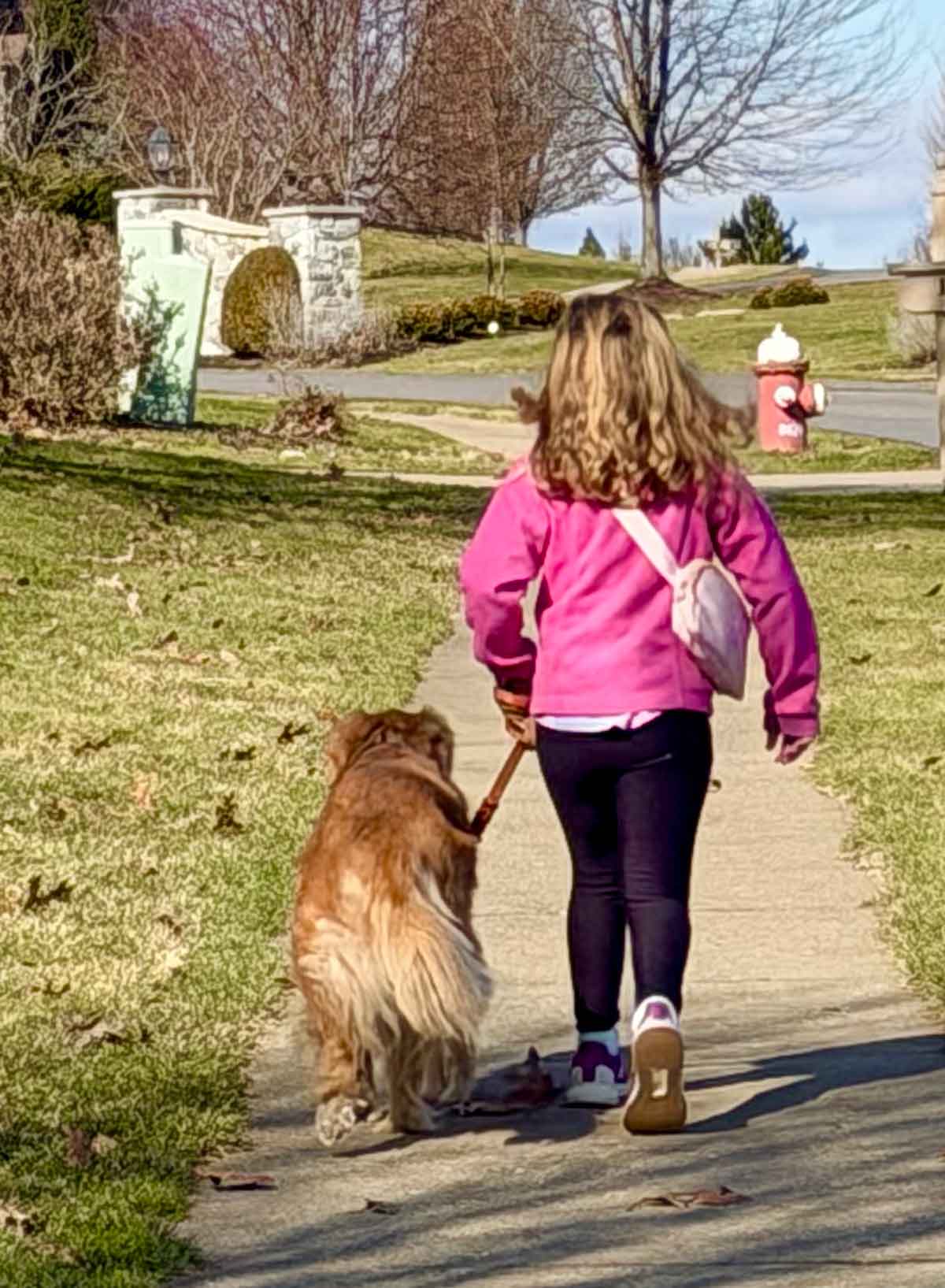 Little girl in black leggings and pink jacket walking a dog in a neighborhood.