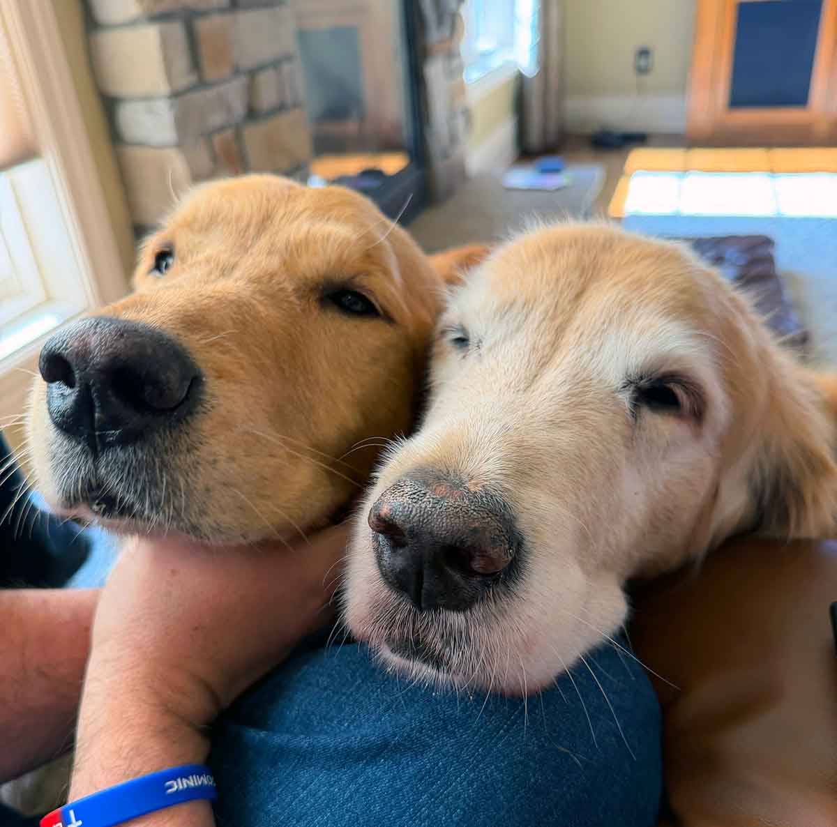 Two golden retriever dogs with their heads side by side.