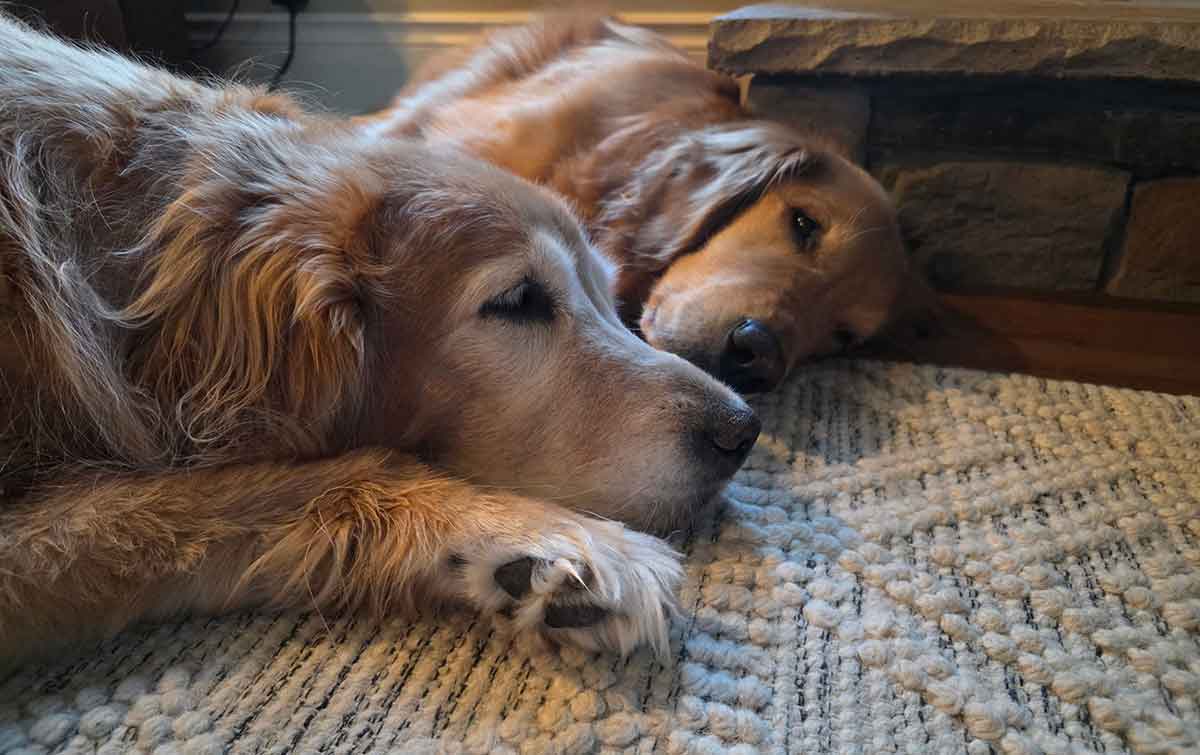 Two golden retrievers laying next to each other on the floor.
