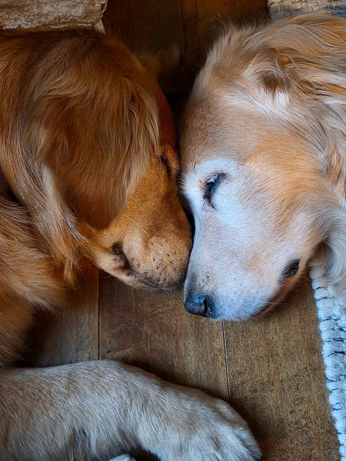 Two Golden Retriever dogs sleeping facing each other with their heads touching.