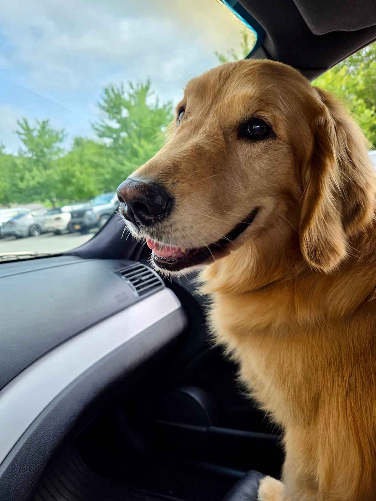 A golden retriever dog sitting in a car in a parking lot.