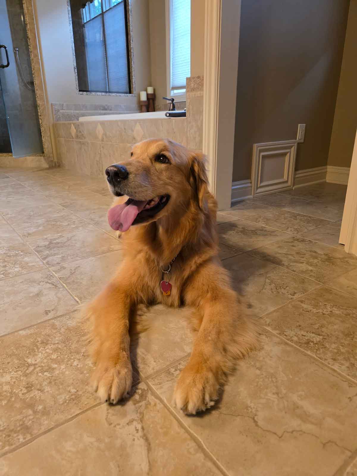 Golden retriever dog laying on a bathroom floor with its mouth open and tongue out.