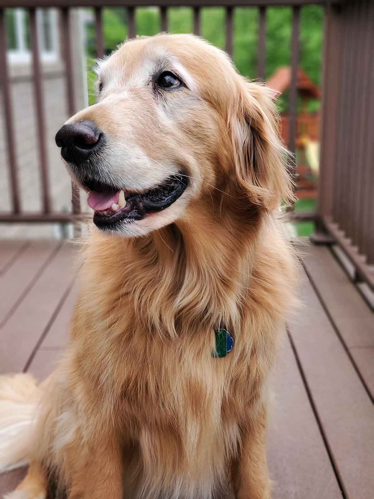 Golden Retriever dog sitting on a deck looking off to his right.