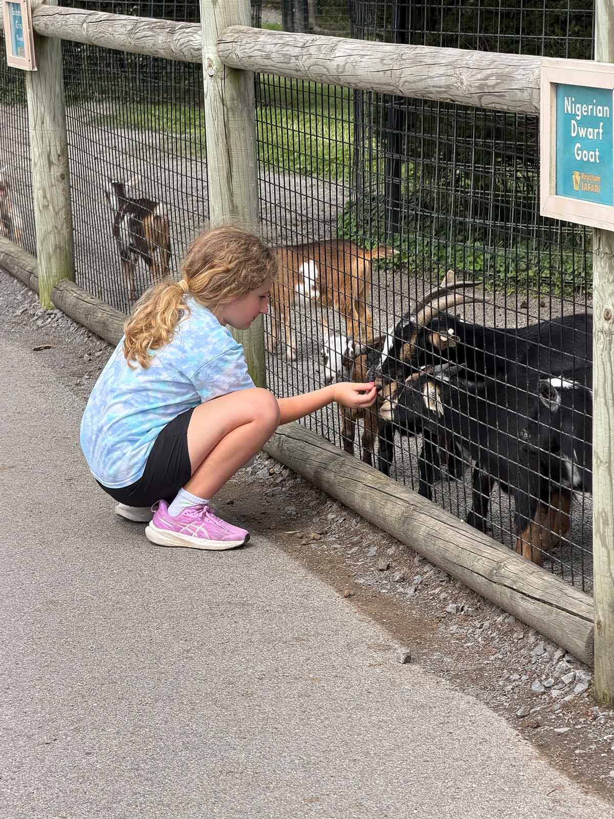 Little girl feeding goats through a fence.