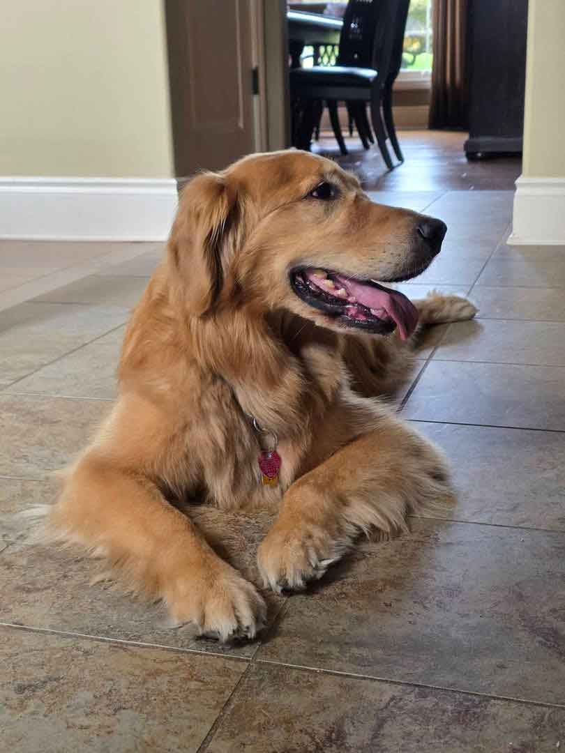 Golden retriever dog laying on a kitchen floor looking to the side.
