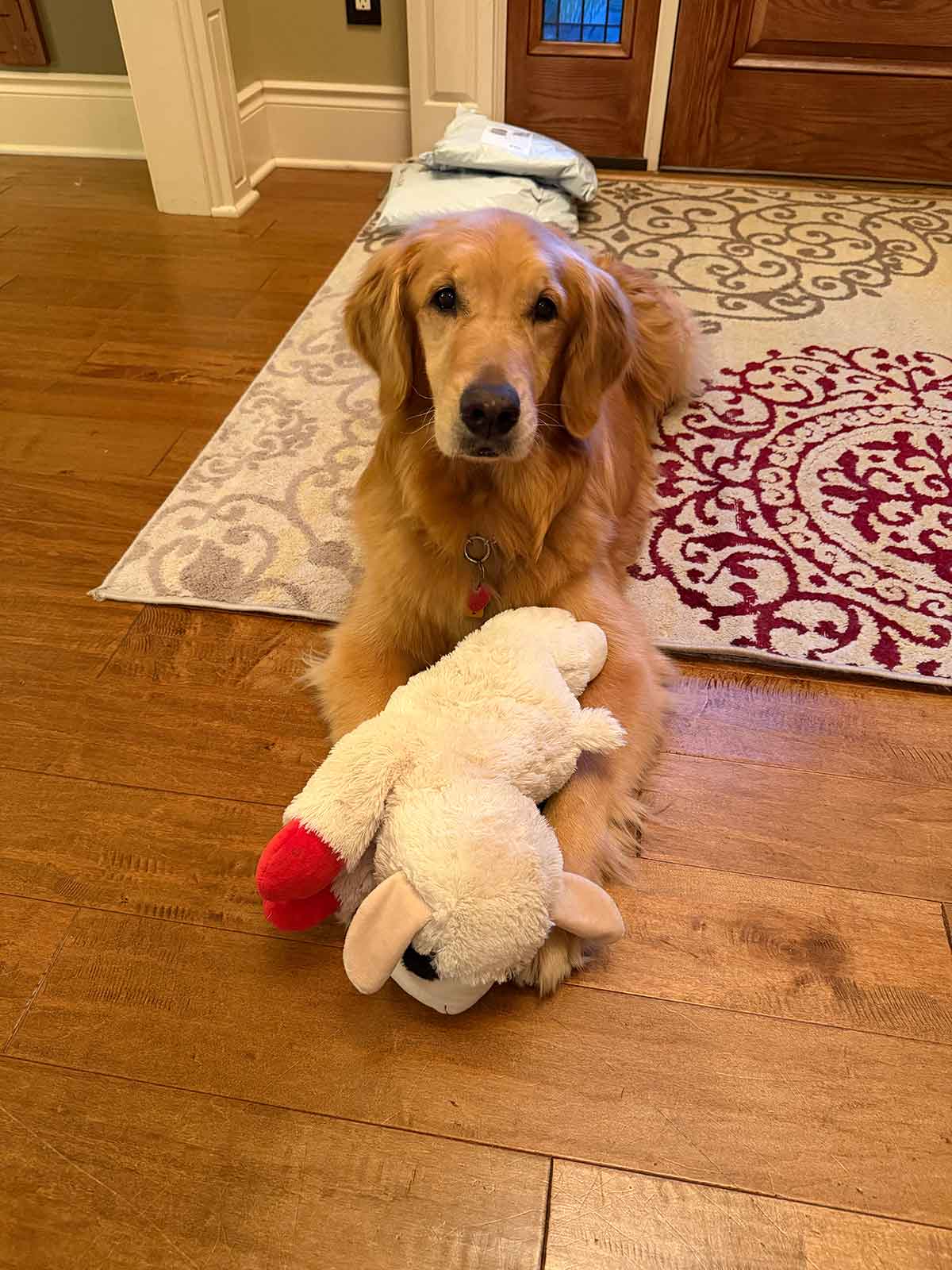 Golden retriever dog laying on the floor with a stuffed lamb between its paws.